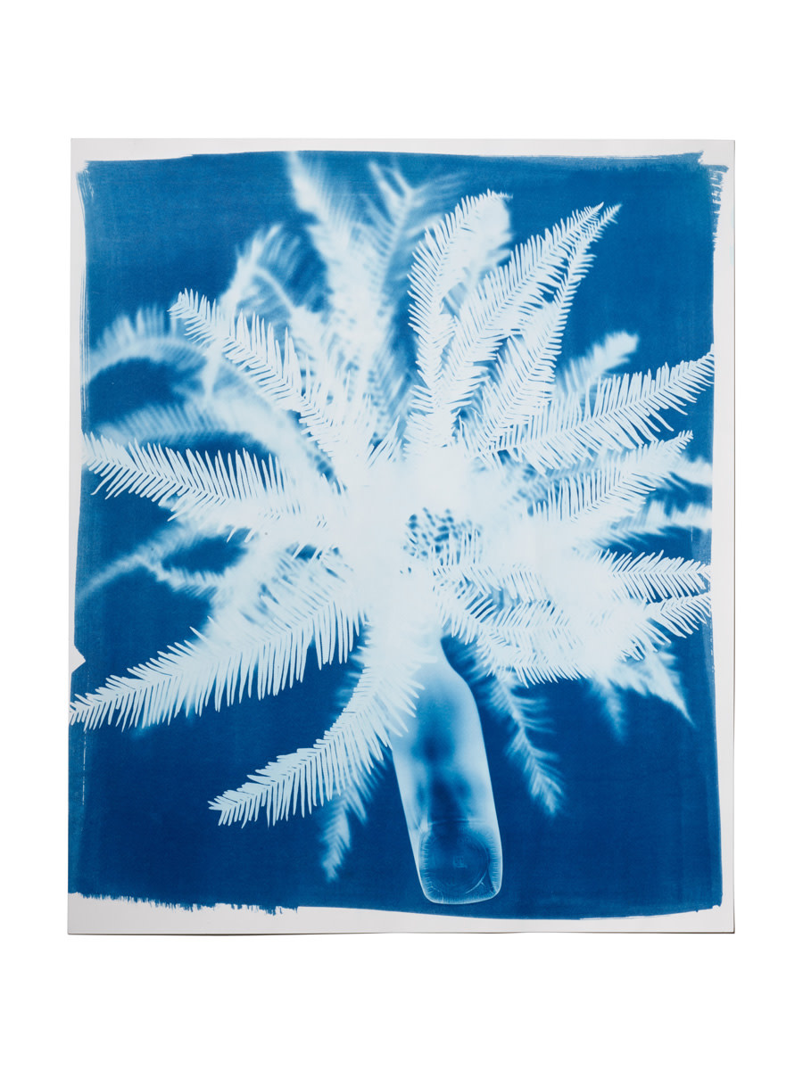 STUDIO SOMMER Original Cyanotypie Schirmfarn in Flasche gross (50x60cm)