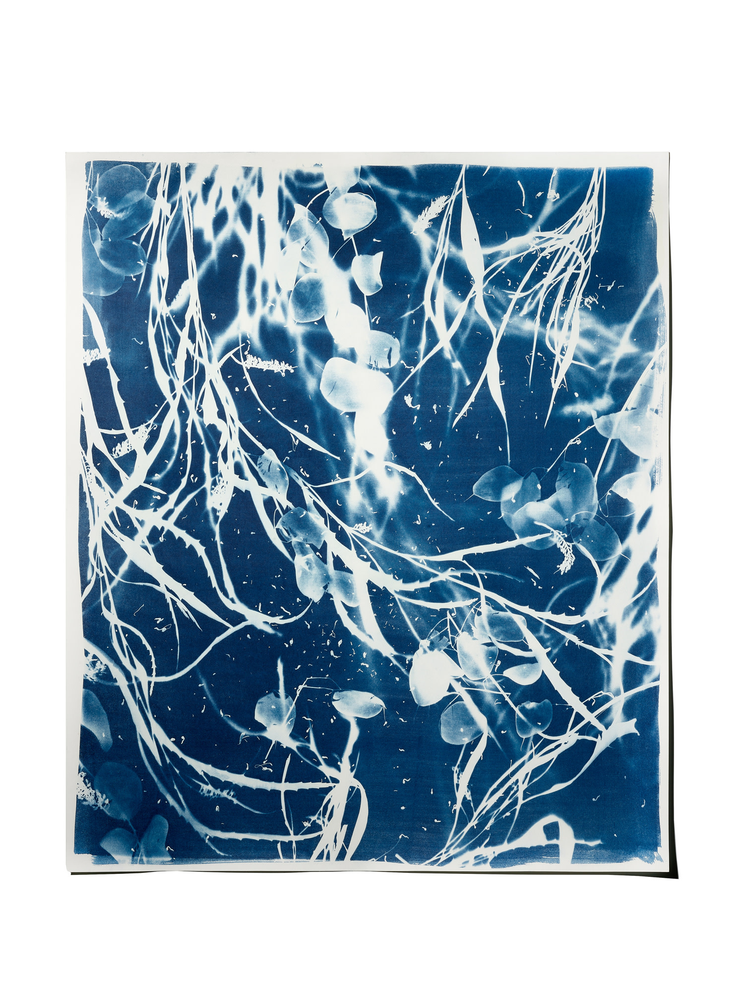 STUDIO SOMMER Original Cyanotypie - Unikat 50x60cm PELAGIA