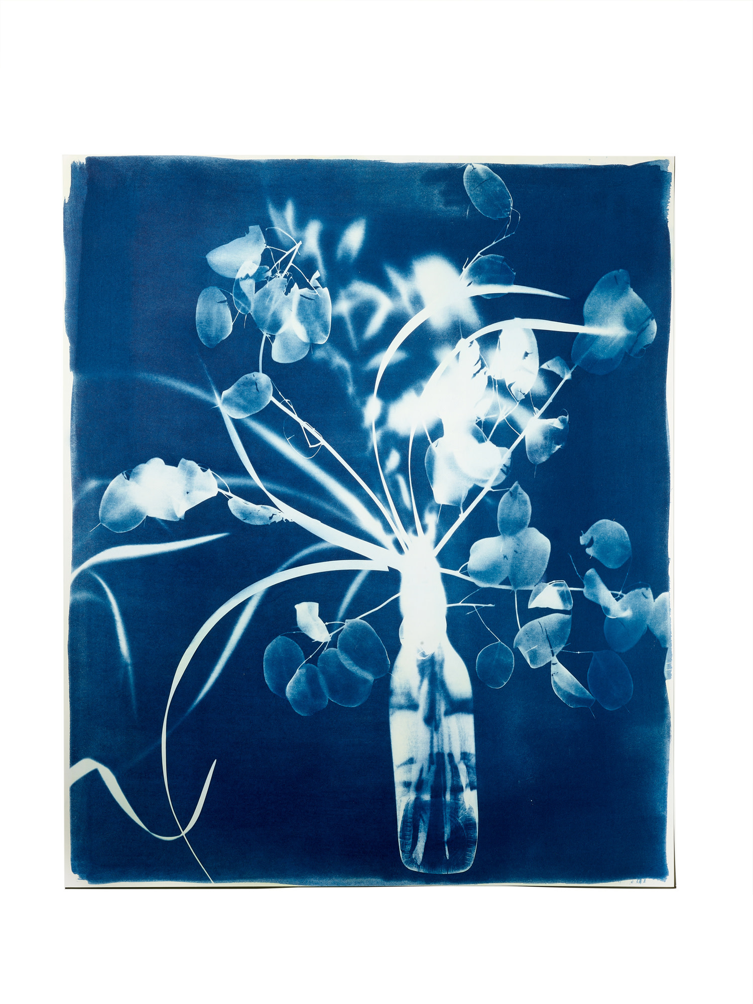 STUDIO SOMMER Original Cyanotypie - Unikat 50x60cm LUNARIA & GRASS N°1