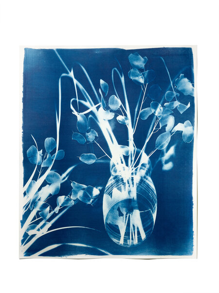 STUDIO SOMMER Original Cyanotypie - Unikat 50x60cm LUNARIA & GRASS N°2