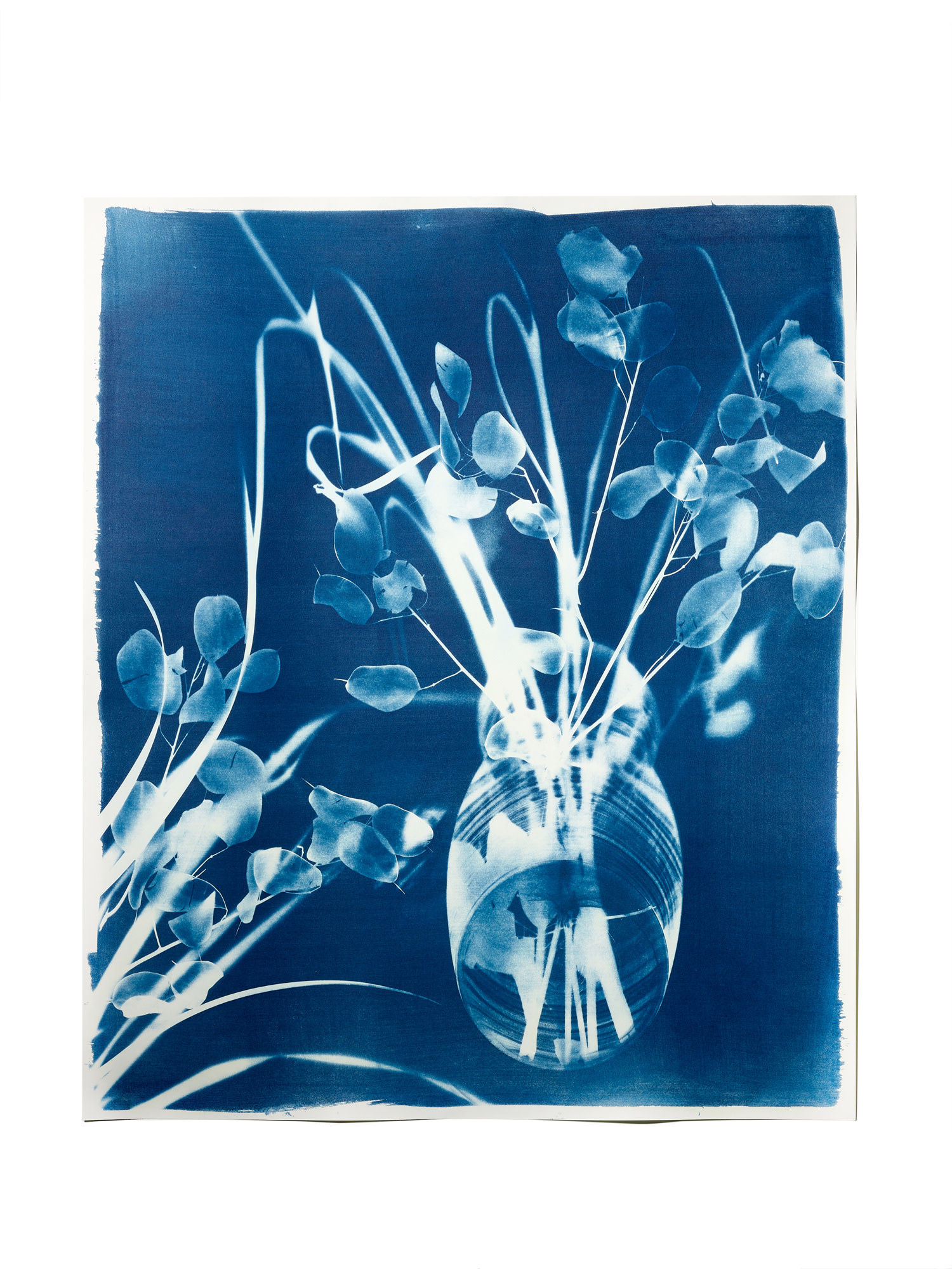 STUDIO SOMMER Original Cyanotypie - Unikat 50x60cm LUNARIA & GRASS N°2