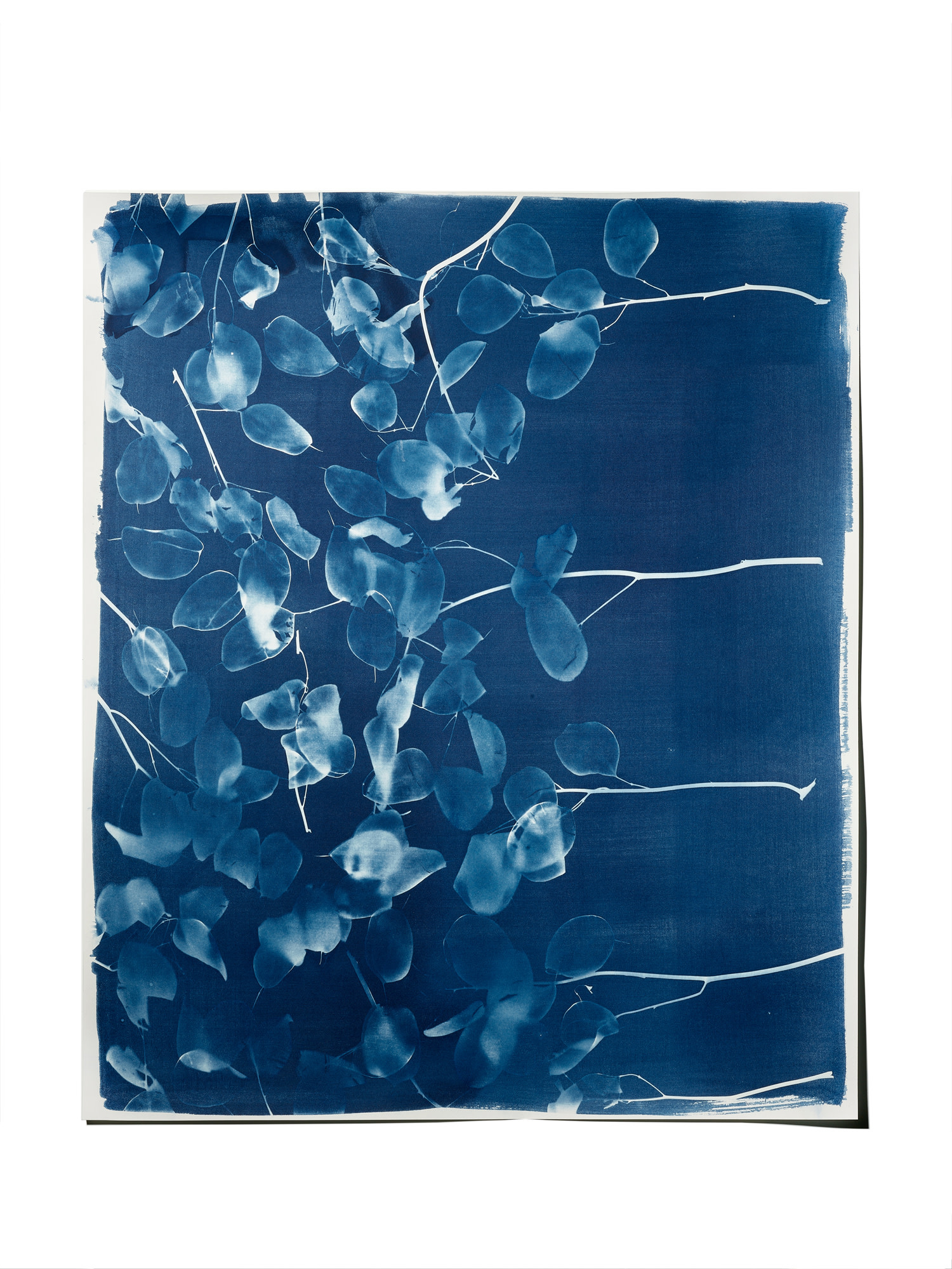 STUDIO SOMMER Original Cyanotypie - Unikat 50x60cm LUNARIA