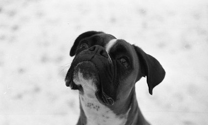 ILFORD PAN 400 black and white film