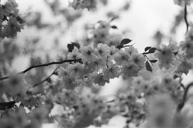 ILFORD PAN 400 black and white film