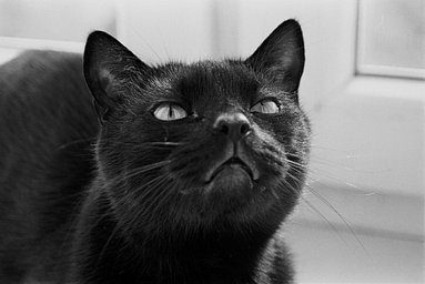 ILFORD PAN 400 black and white film