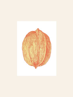 HERR UND FRAU RIO Riso Karte Nuss & transparentes Couvert