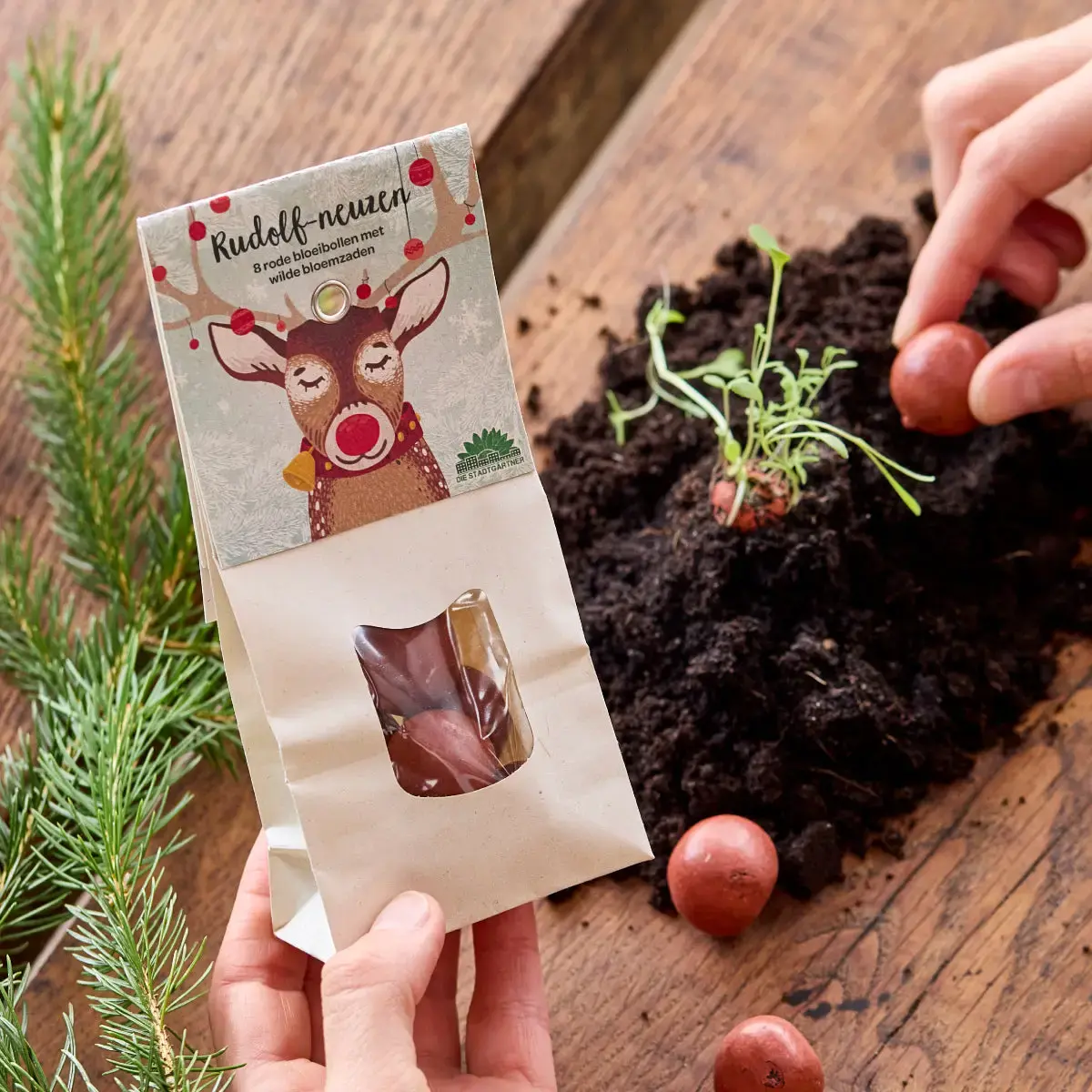 DIE STADTGÄRTNER 8 bunte Saatkugeln - Wildblumen / Rudolphnasen