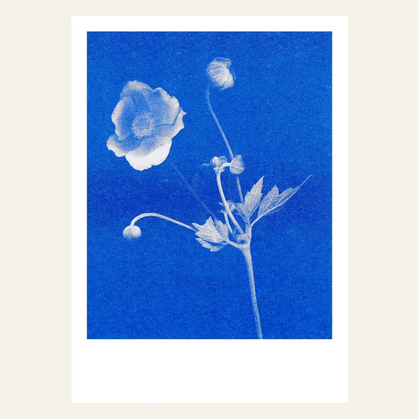 HERR UND FRAU RIO Riso Karte Anemone auf blauem Hintergrund & transparentes Couvert