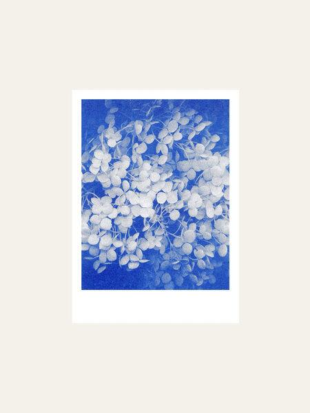 HERR UND FRAU RIO Riso Karte Hortensie auf blauem Hintergrund & Couvert