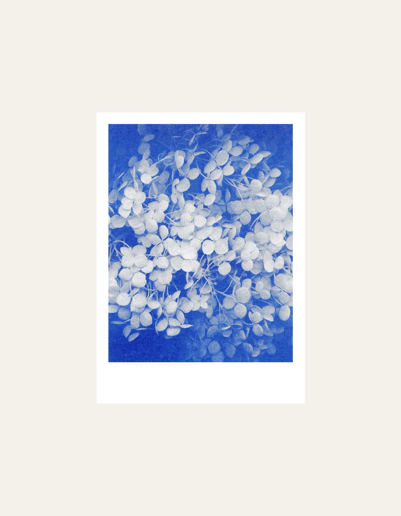 HERR UND FRAU RIO Riso Karte Hortensie auf blauem Hintergrund & Couvert