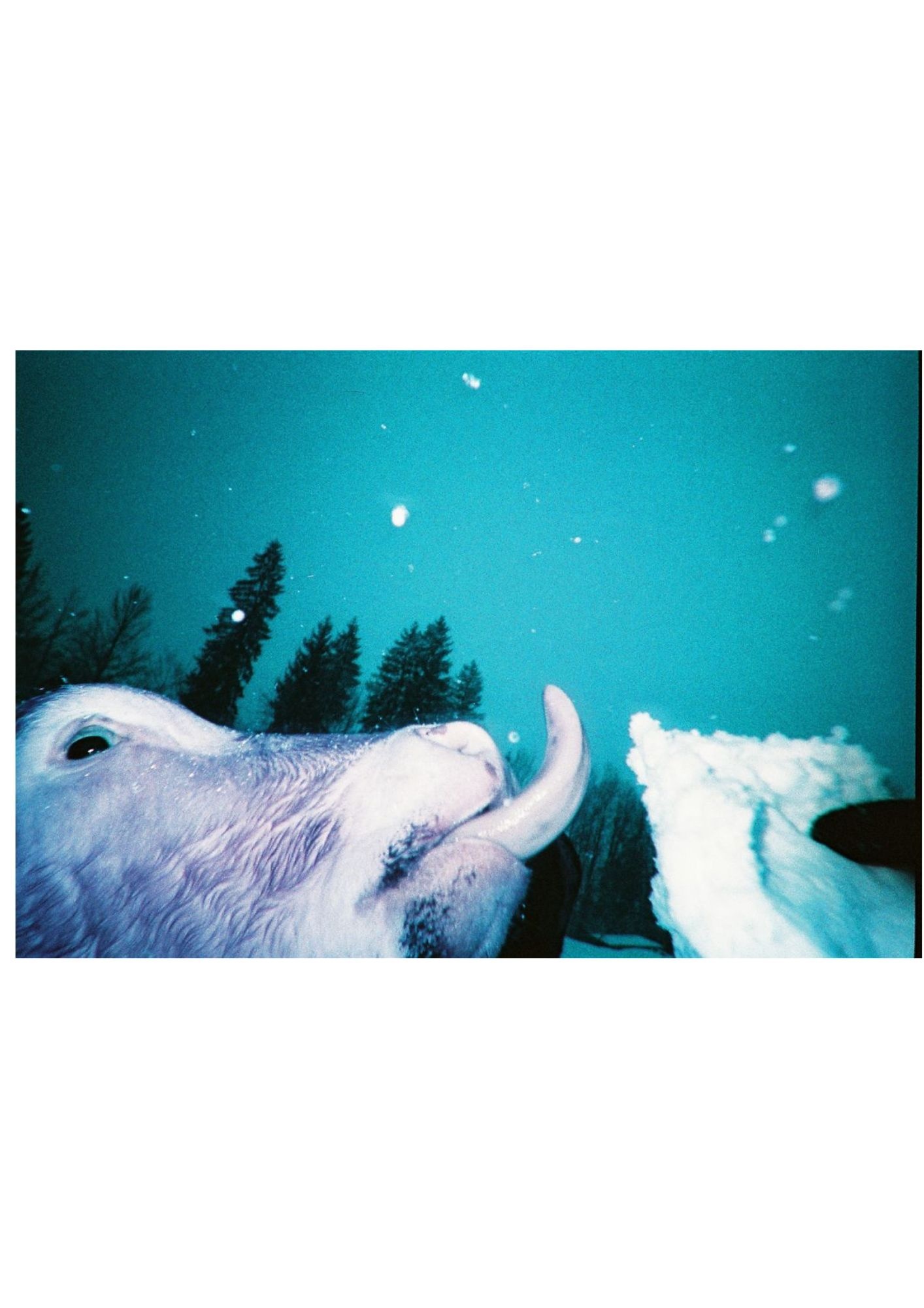 LOMOGRAPHY Simple Use Reloadable Film Camera Purple