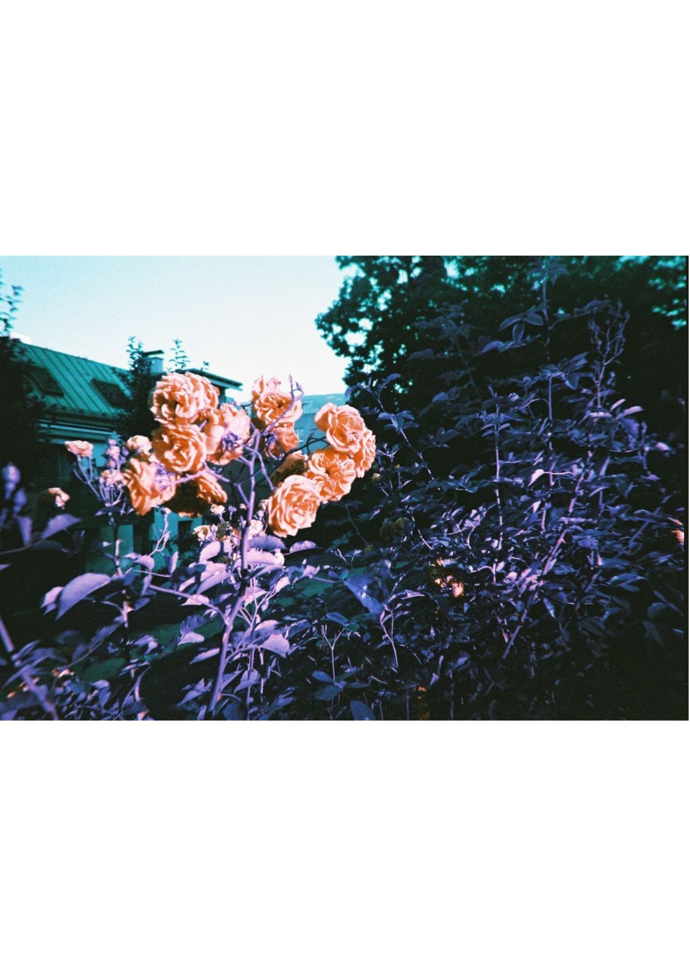 LOMOGRAPHY Simple Use Reloadable Film Camera Purple