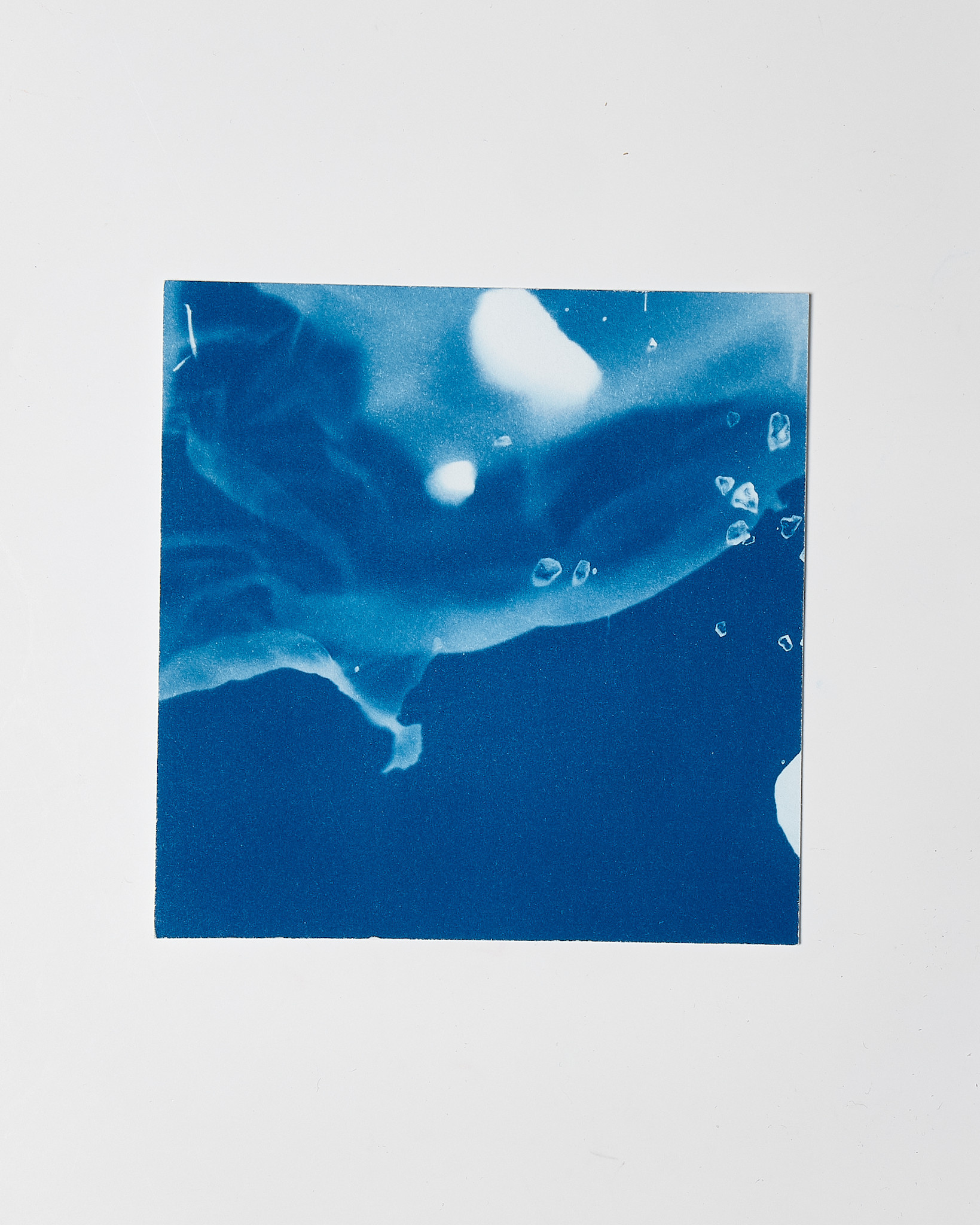 STUDIO SOMMER Original Cyanotype Edition N°5/26 – STELLAR TIDE – 12x12cm