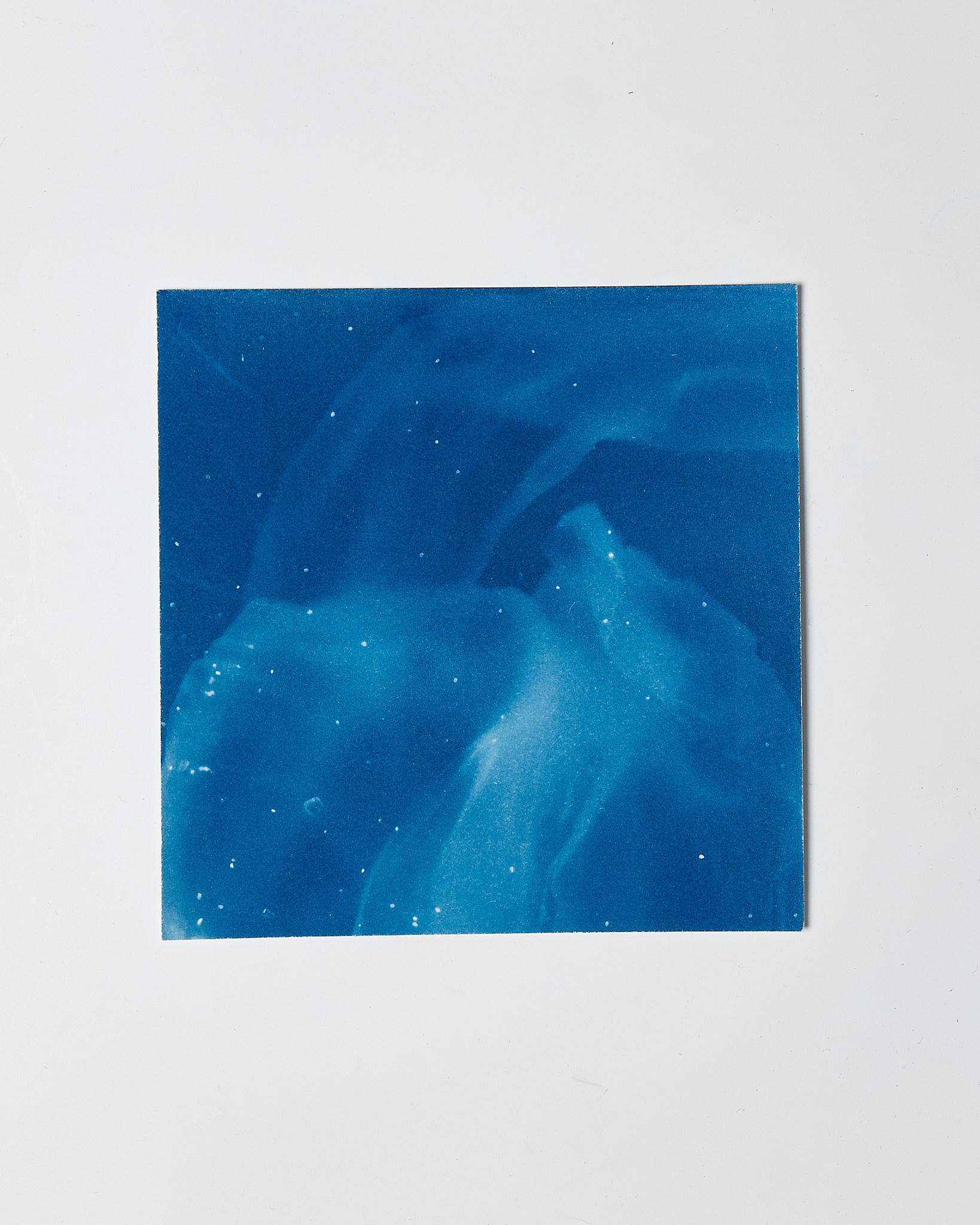 STUDIO SOMMER Original Cyanotype Edition N°11/26 – STELLAR TIDE – 12x12cm