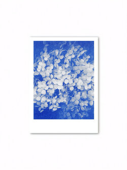 HERR UND FRAU RIO Riso Karte Hortensie auf blauem Hintergrund & Couvert