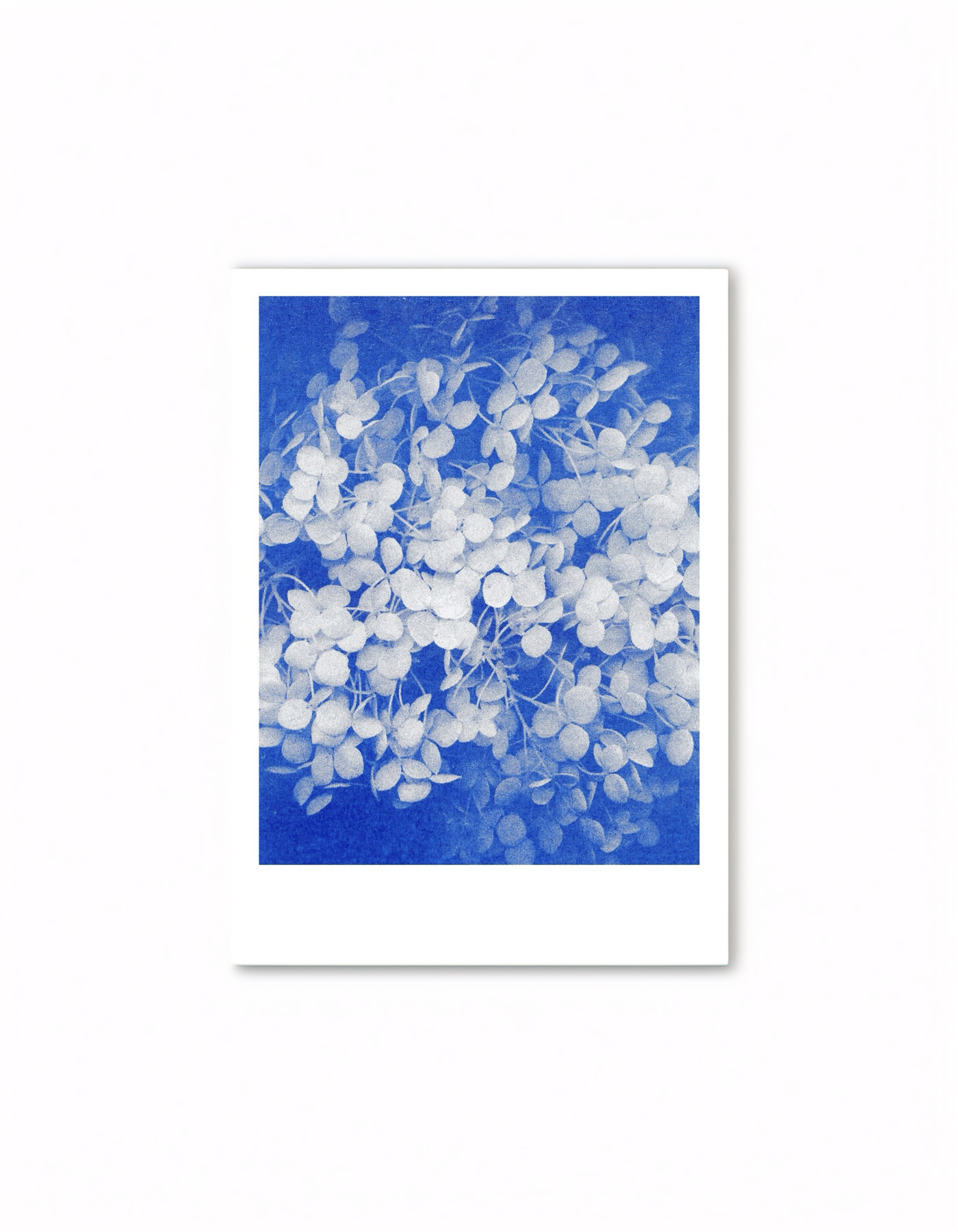 HERR UND FRAU RIO Riso Karte Hortensie auf blauem Hintergrund & Couvert