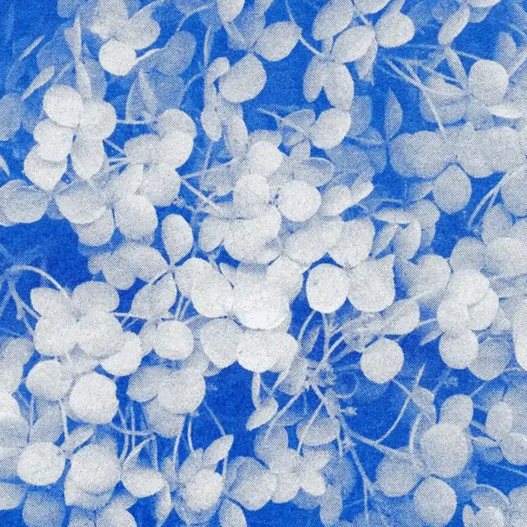 HERR UND FRAU RIO Riso Karte Hortensie auf blauem Hintergrund & Couvert