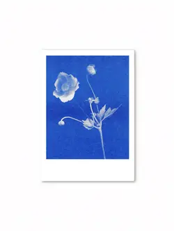 HERR UND FRAU RIO Riso Karte Anemone auf blauem Hintergrund & transparentes Couvert