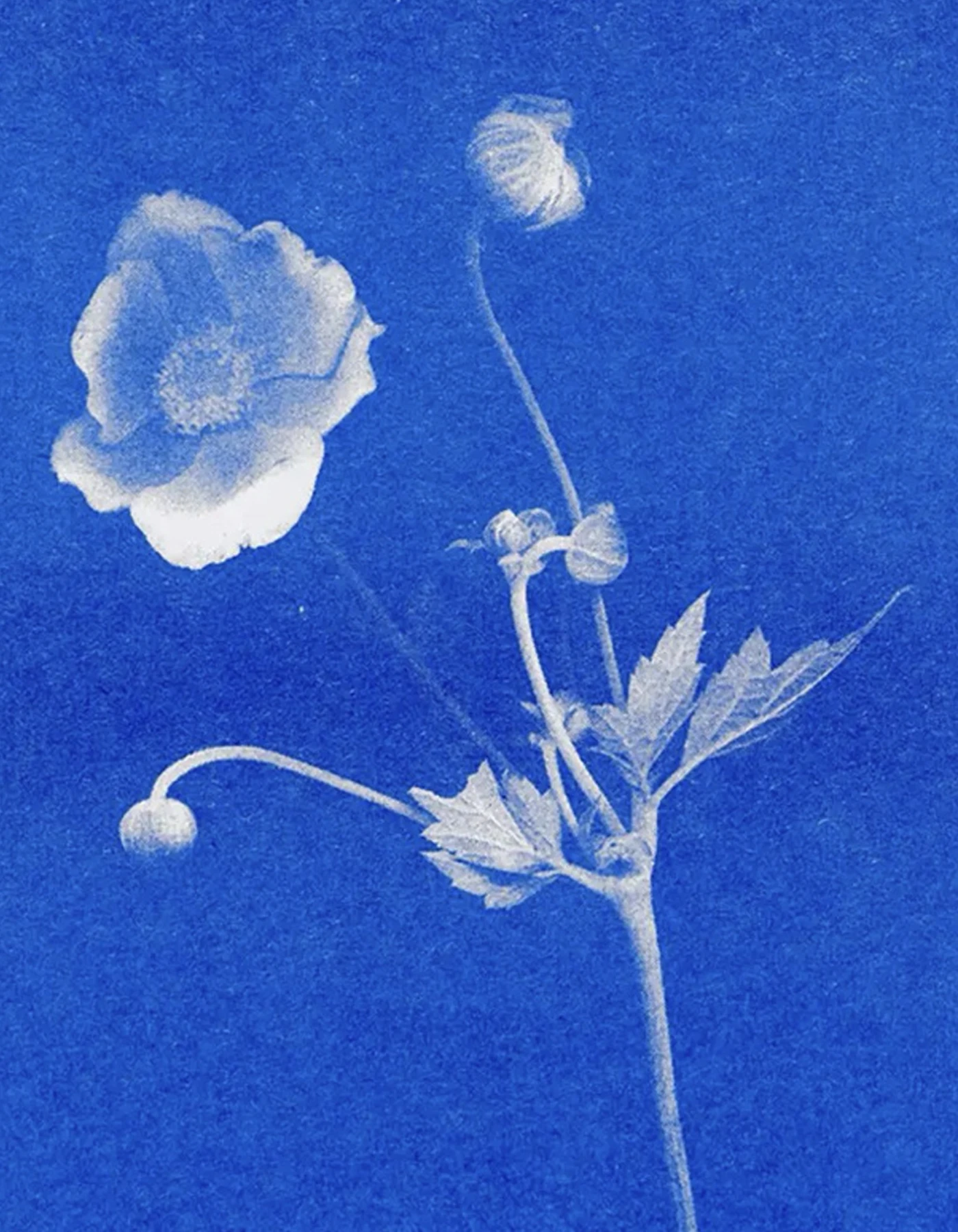 HERR UND FRAU RIO Riso Karte Anemone auf blauem Hintergrund & transparentes Couvert