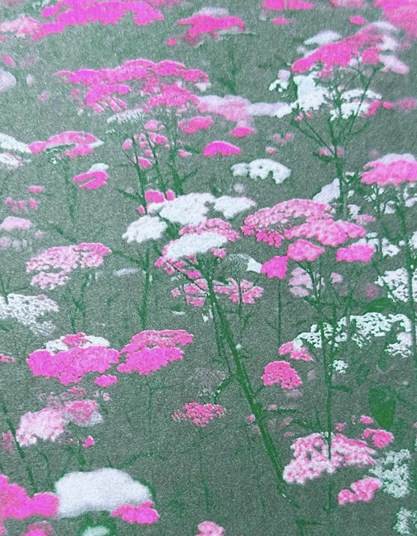 HERR UND FRAU RIO Riso Karte Blumenwiese grün/pink & transparentes Couvert