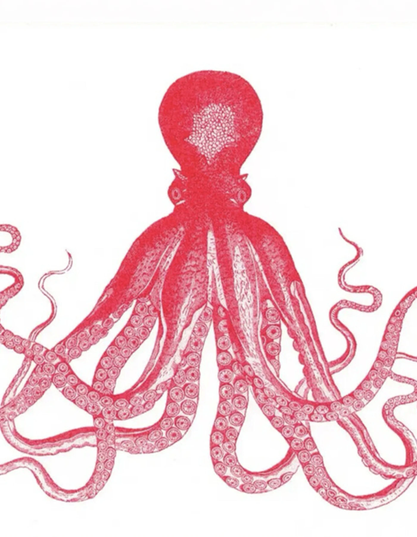 HERR UND FRAU RIO Riso Karte Oktopus & transparentes Couvert