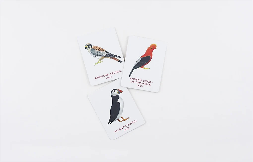 Match a pair of birds