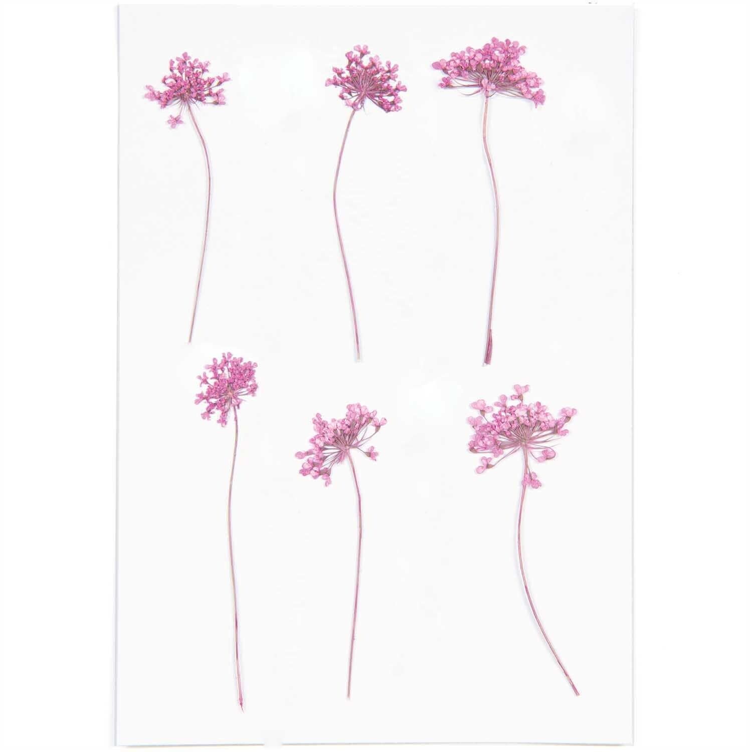 RICO DESIGN Gepresste Pflanzen – Ammi Pink
