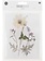 RICO DESIGN Gepresste Pflanzen – Mix Weiss/Pink
