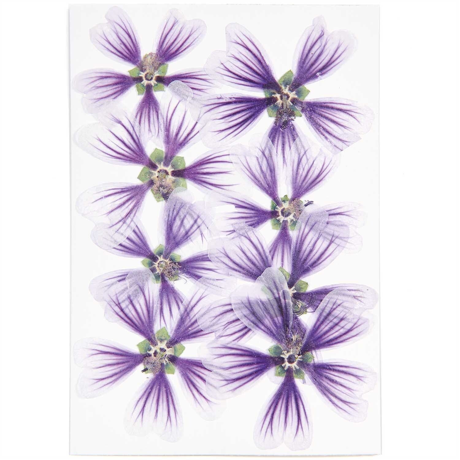 RICO DESIGN Gepresste Pflanzen – Stockrose Violett