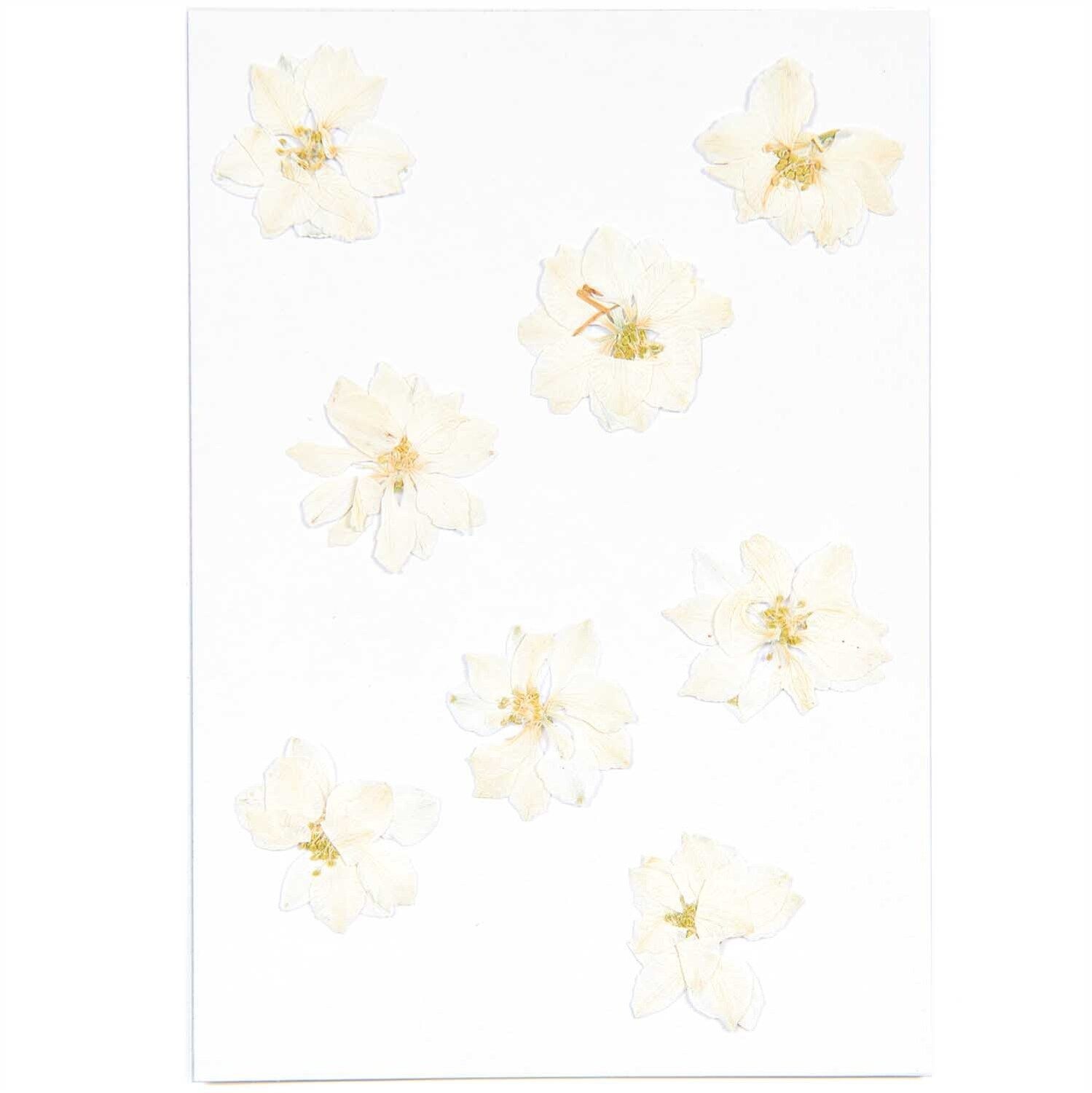 RICO DESIGN Gepresste Pflanzen – Rittersporn Weiss