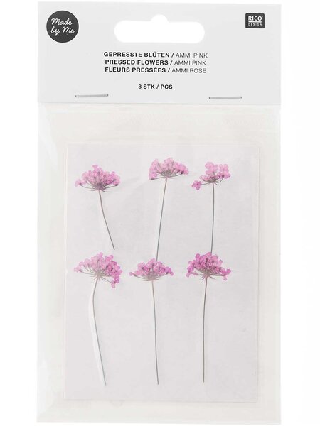 RICO DESIGN Gepresste Pflanzen – Ammi Pink