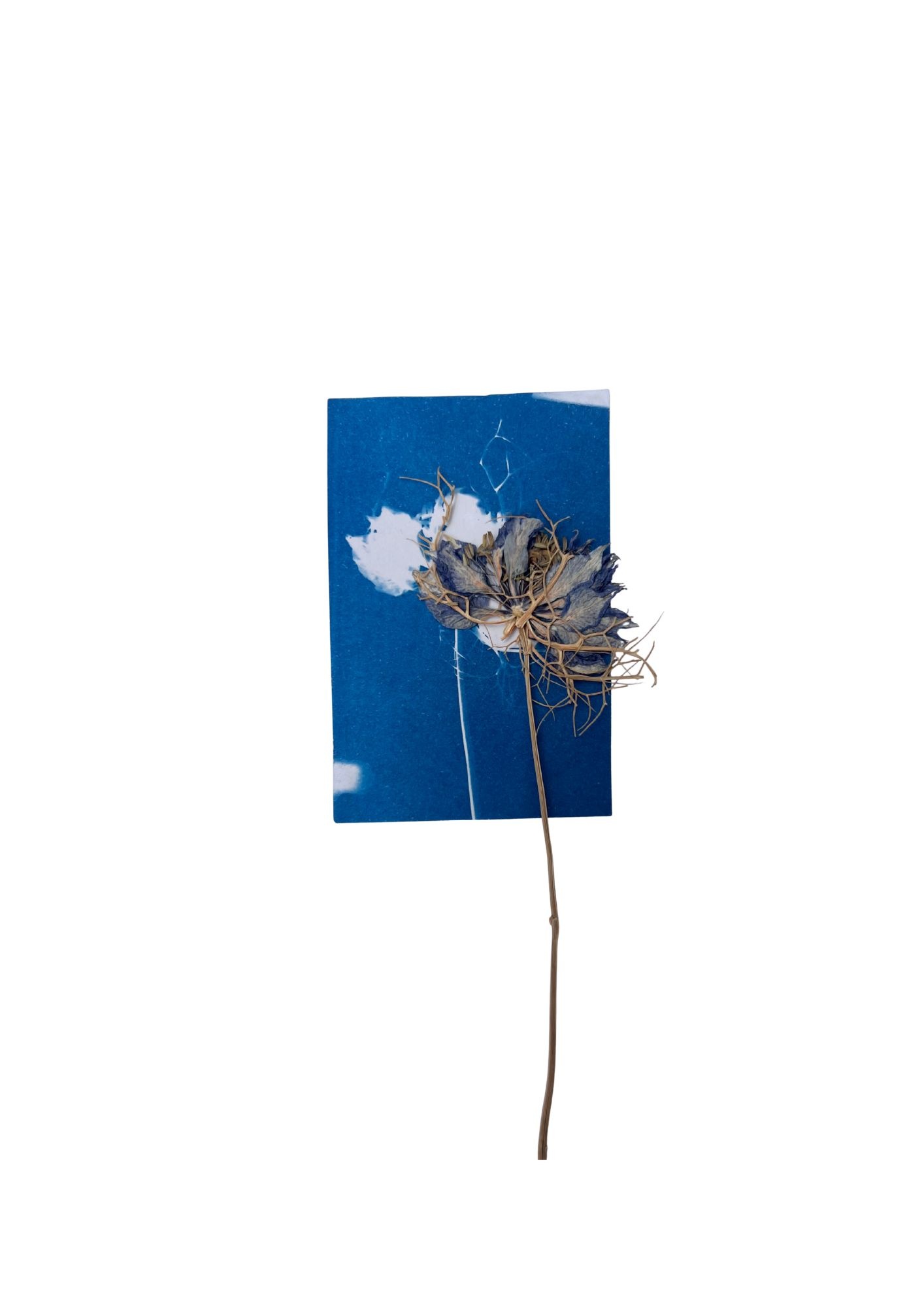 NOUVEL ÉTÉ DIY Cyanotypie MINI PRINTS