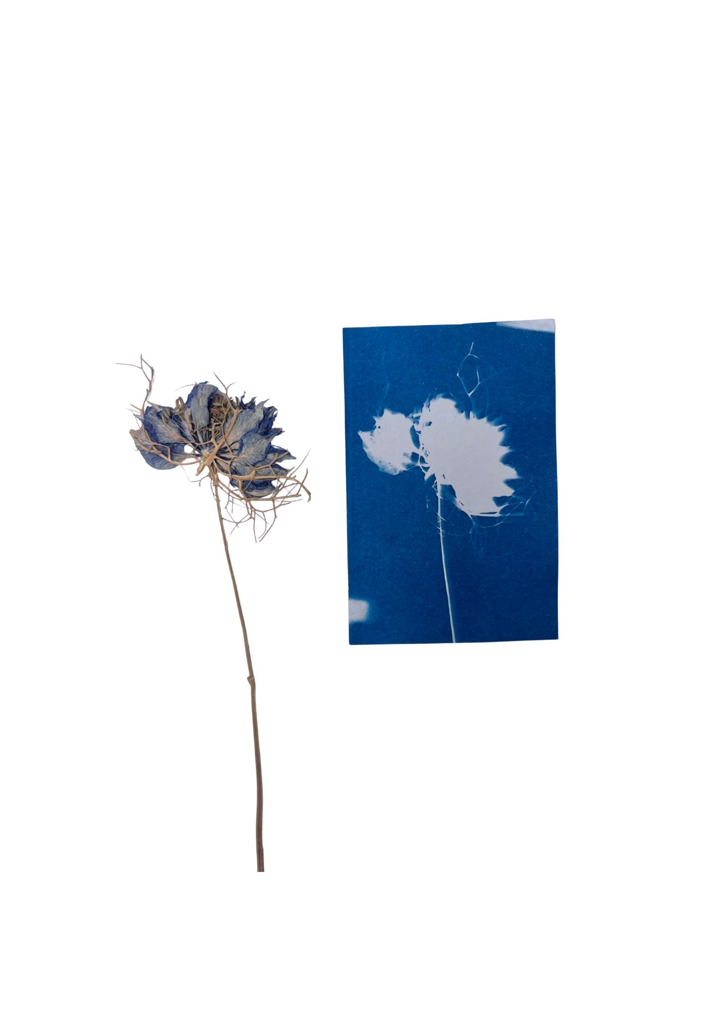 NOUVEL ÉTÉ DIY Cyanotypie MINI PRINTS