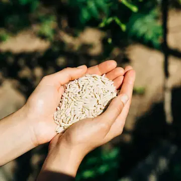 YIAYIA AND FRIENDS Traditionelle Pasta – Kritharaki (Orzo) aus Kreta