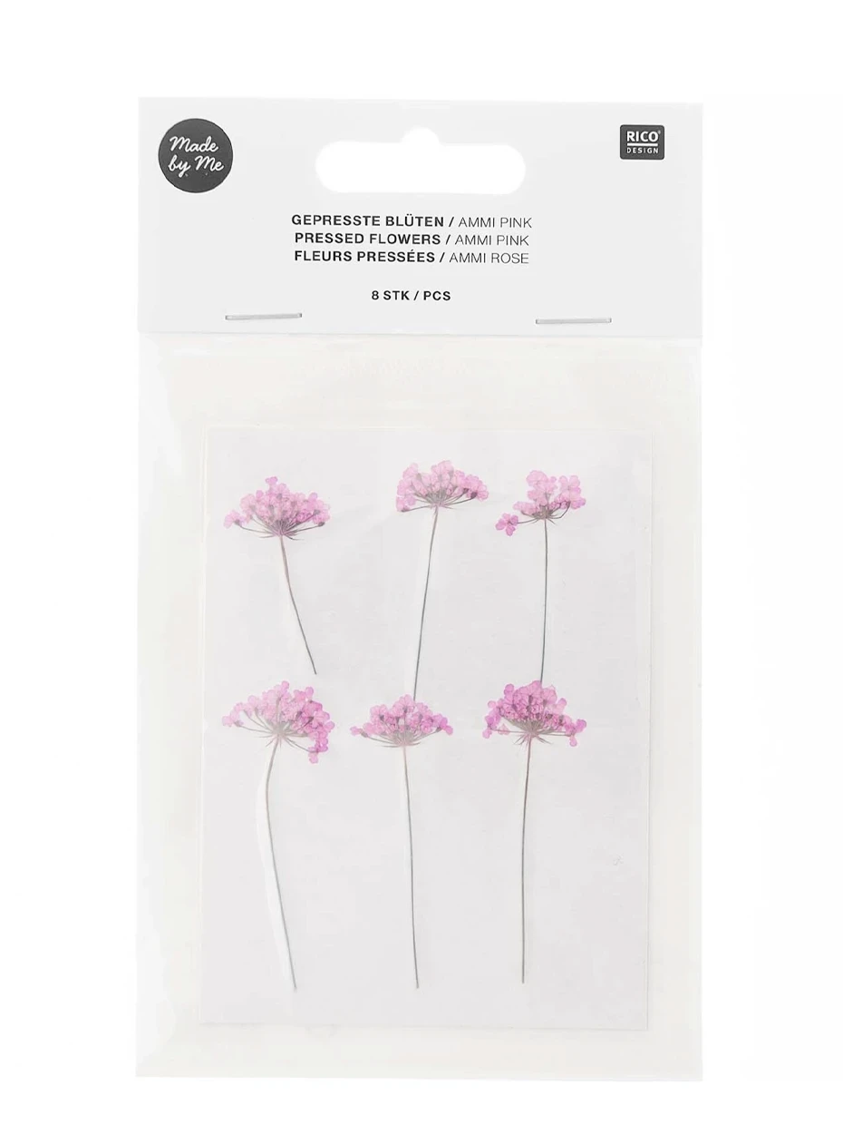 RICO DESIGN Gepresste Blumen – Ammi Pink