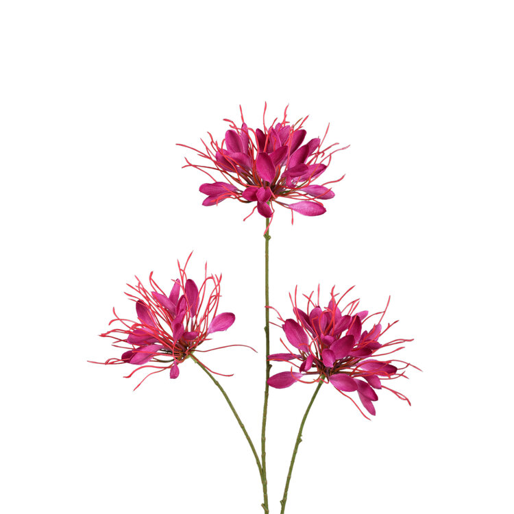 PTMD Collection Spider Flower Burgundy Queen kunstbloem bordeauxrood