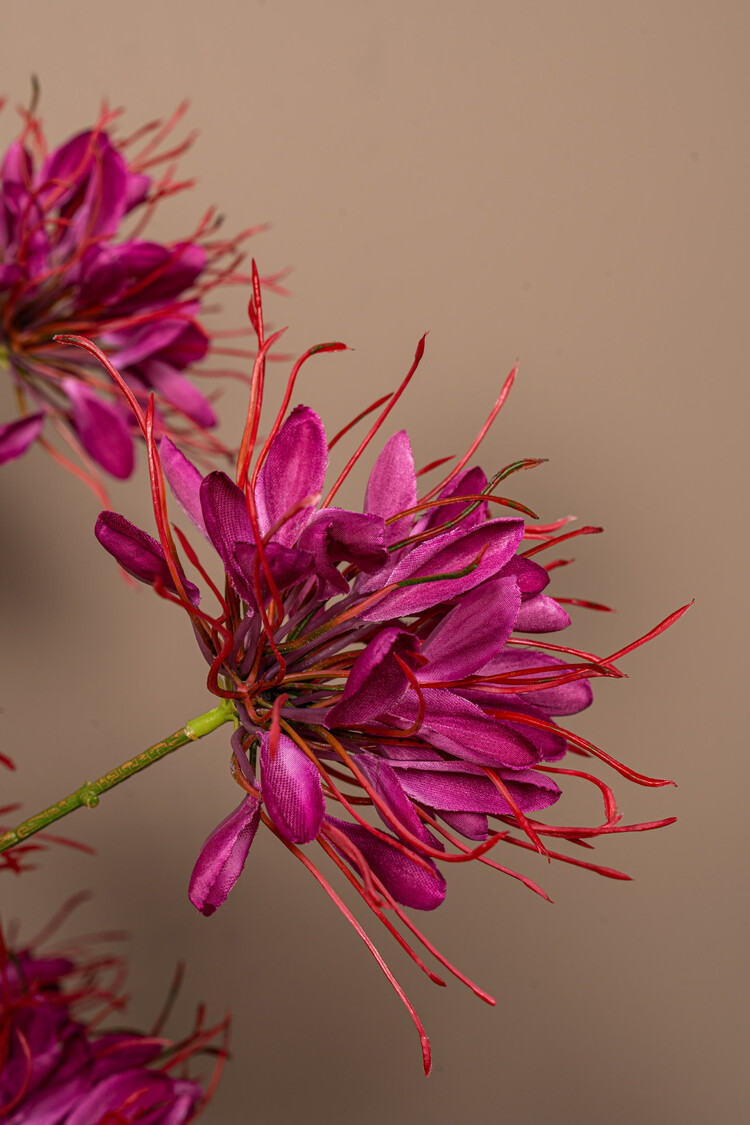 PTMD Collection Spider Flower Burgundy Queen kunstbloem bordeauxrood