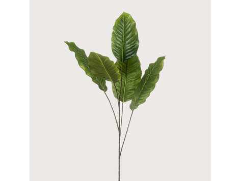 Dieffenbachia Bladtak Groen 110 cm
