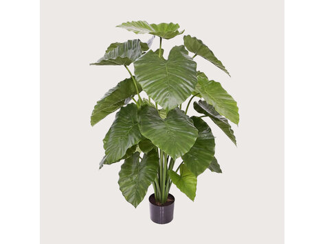 Alocasia Calidora Groen 115 cm