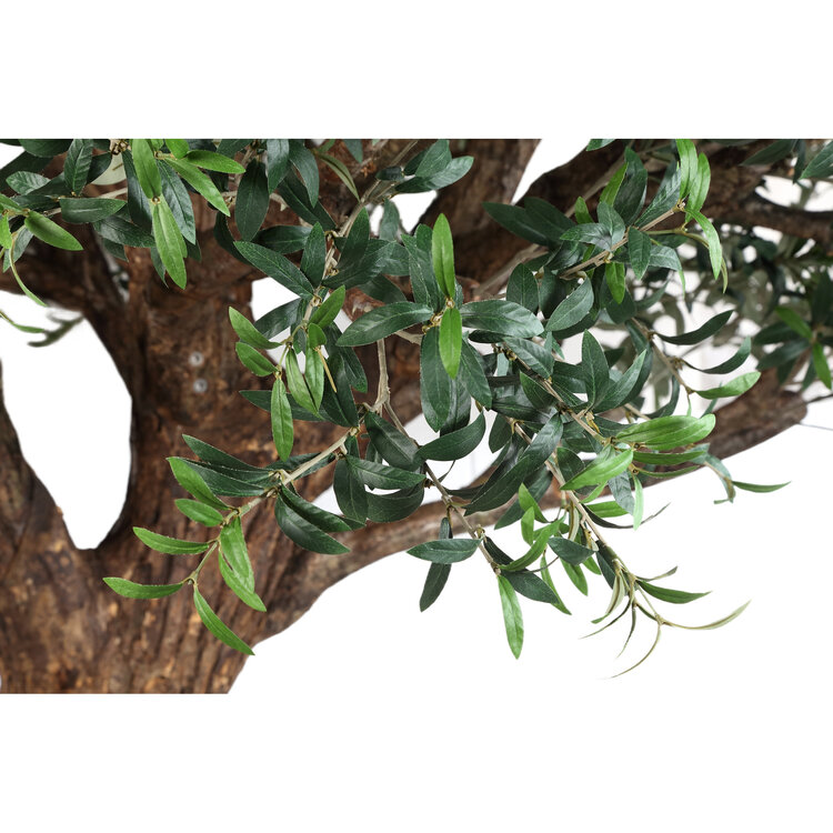 PTMD Collection Kunstboom Grote Olijfboom met echte houten stam en schors