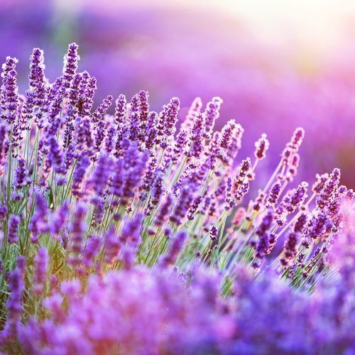 Lavendel soorten