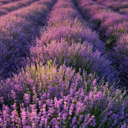 Lavendel op stam