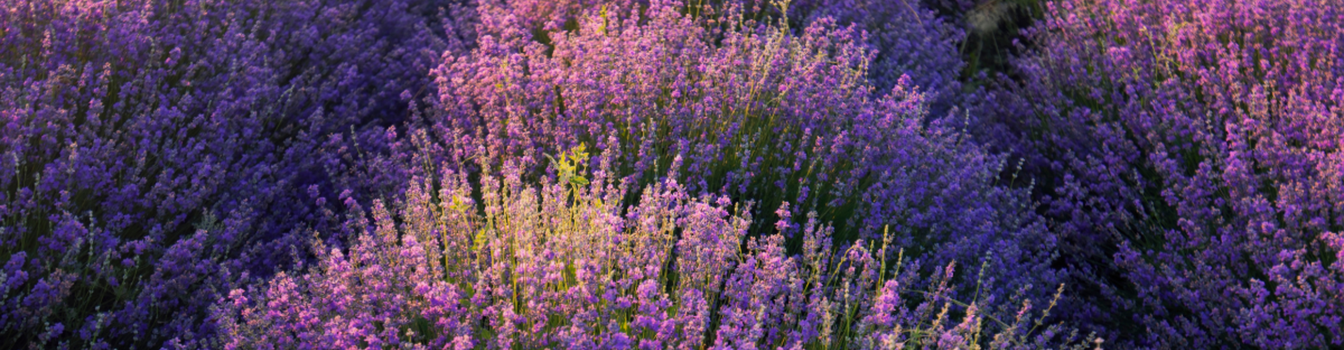 Hoe en wanneer lavendel planten?