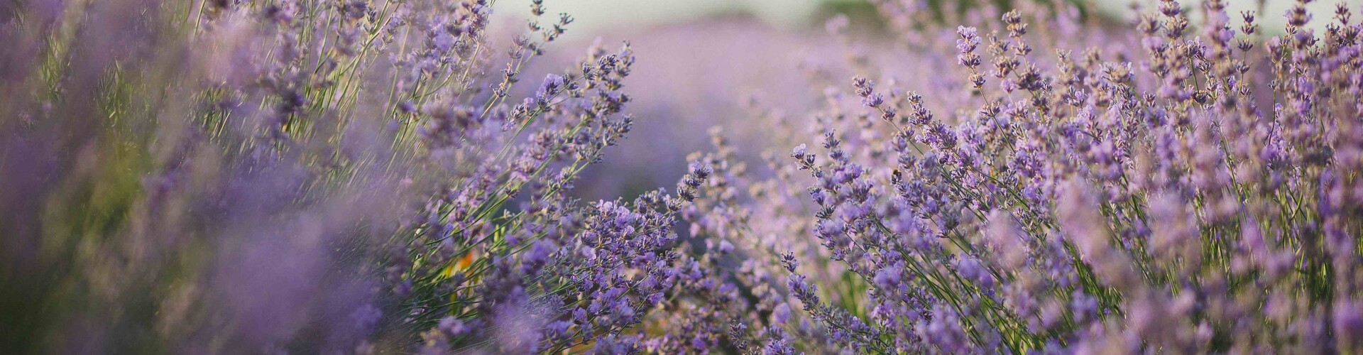 Lavendel: alle feiten en fabels op een rijtje 