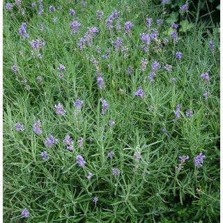 Lavendel | Lavandula angustifolia. 'Dwarf Blue' p9