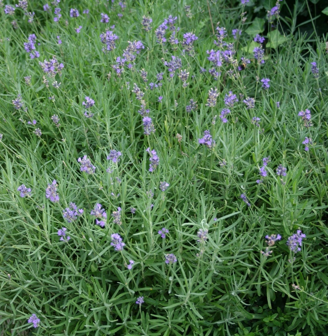 Lavendel | Lavandula angustifolia. 'Dwarf Blue'