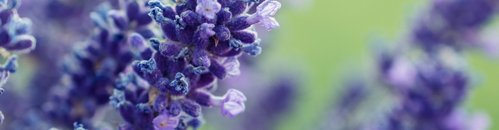 Top 5: De mooiste lavendel soorten