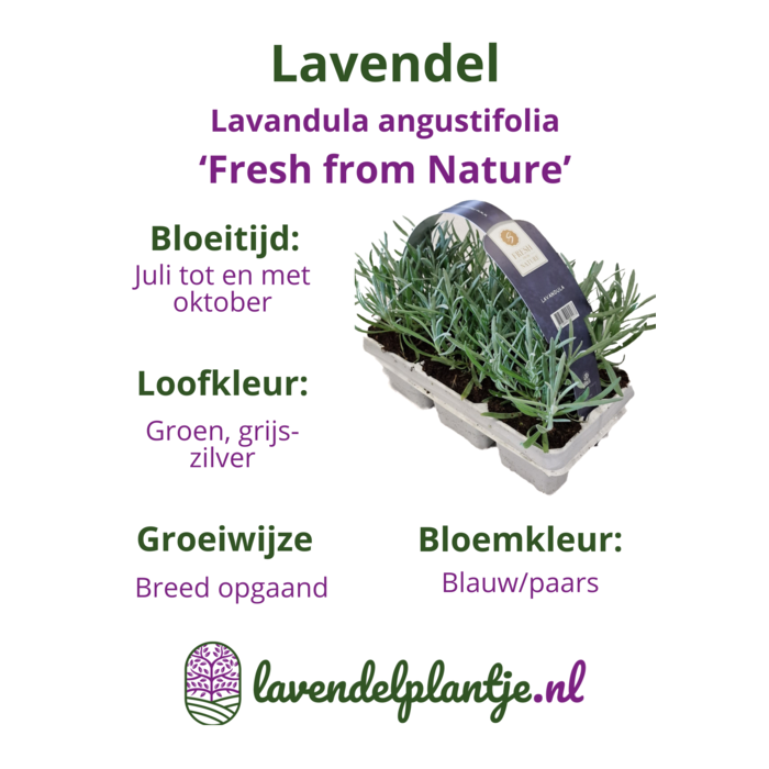 Lavendel | Lavandula angustifolia Fresh from Nature