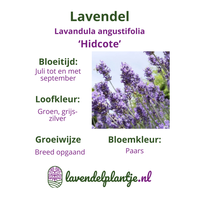 Lavendel | Lavandula angustifolia. 'Hidcote' p9