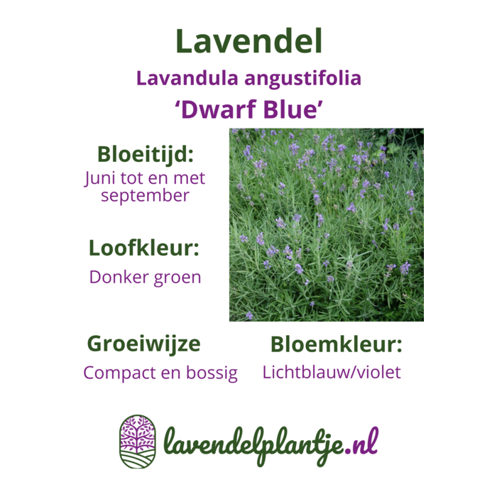 Lavendel | Lavandula angustifolia. 'Dwarf Blue' p9